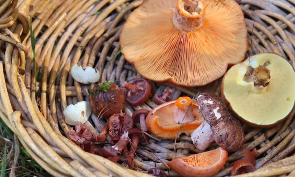 A good haul of edible mushies.