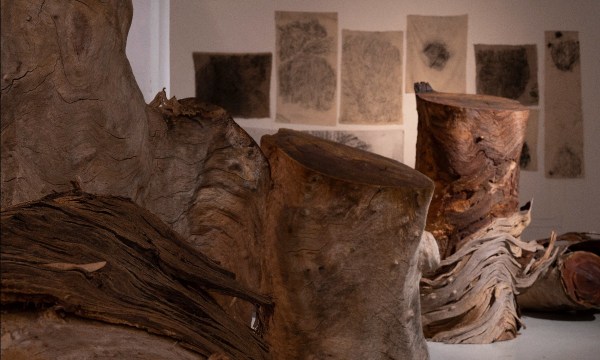 Thumbnail for Last chance to see witness/ tree at Nexus Arts