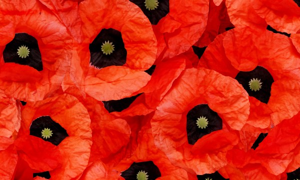 Thumbnail for What to do this ANZAC day