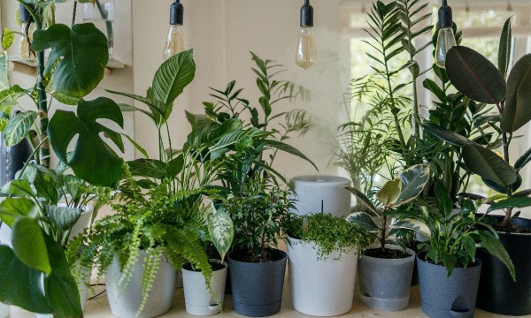 Thumbnail for Caring for Indoor Plants in the Chilly Season