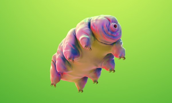 Thumbnail for Moss Piglet