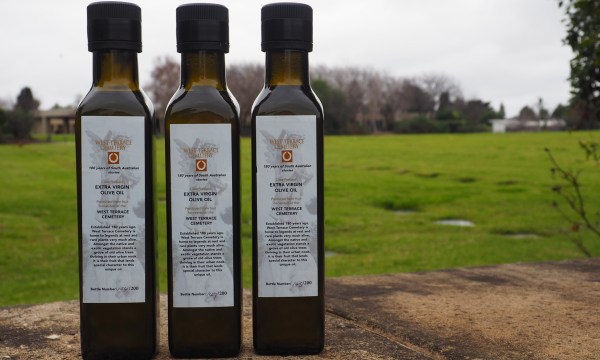 Thumbnail for West Terrace Cemetery’s homegrown olive oil