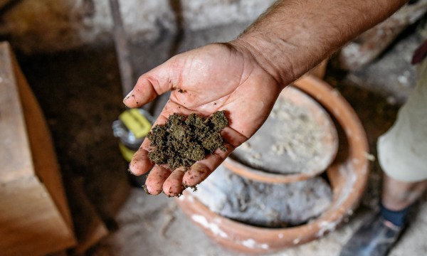 Thumbnail for Biodynamics and the pursuit of better wine