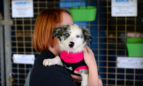Thumbnail for Pet crisis accommodation is crucial in domestic violence support