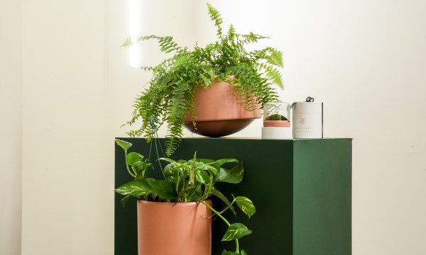 Thumbnail for Botanica Boutique wants to green your work desk