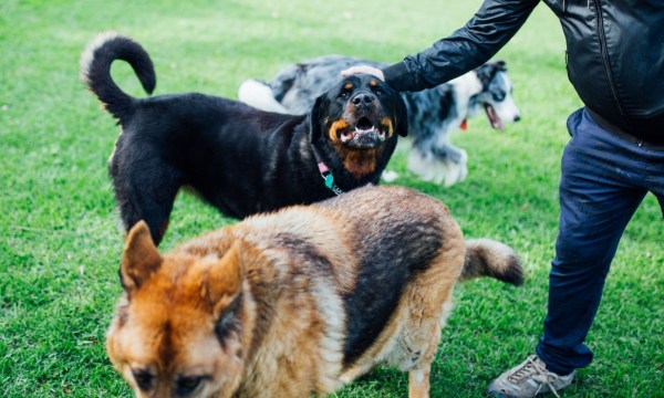 Thumbnail for Dogapalooza