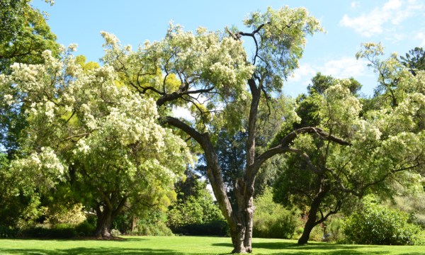 Thumbnail for We need more trees to keep SA cool