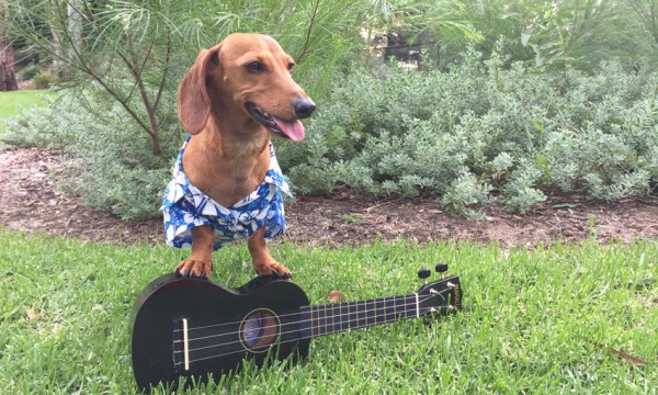 Thumbnail for Houndwave