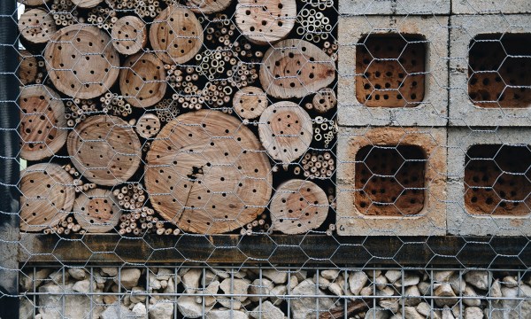 Thumbnail for Fighting colony collapse with a native bee ‘BnB’