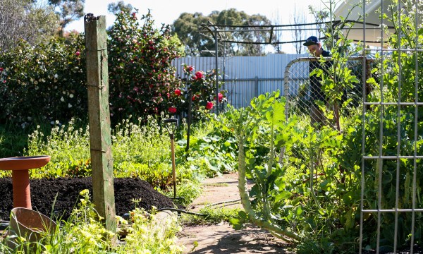 Thumbnail for Backyard farming with The Ash Patch