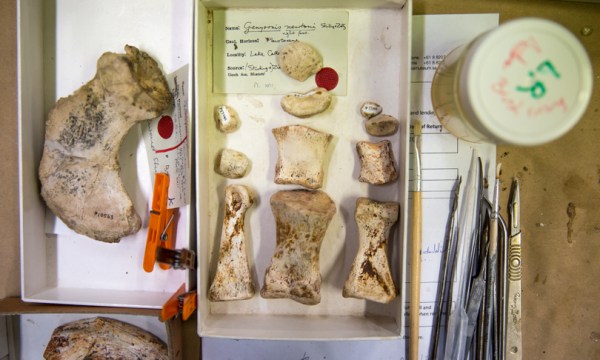 Thumbnail for How blockchain could help digitise the SA Museum’s collection