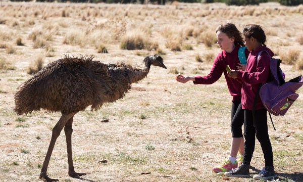 Thumbnail for Tarnanthi Sunday Screenings