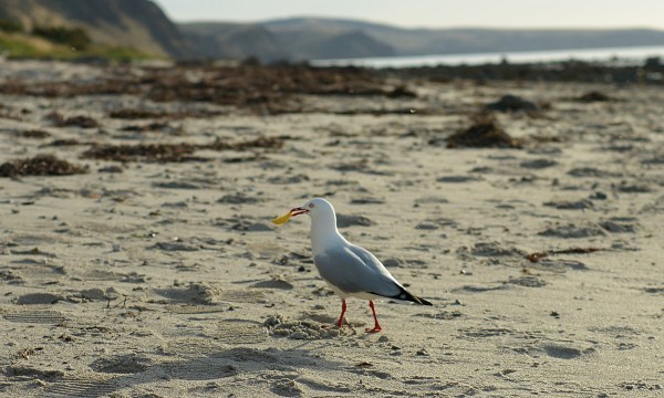 Thumbnail for The Great Metropolitan Fish & Chip Trail