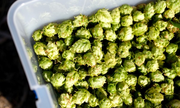Thumbnail for Hills Hops: South Australian hops coming to a beer near you