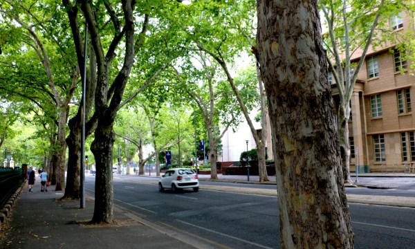 Thumbnail for Politicians vow to fight for Frome Road trees