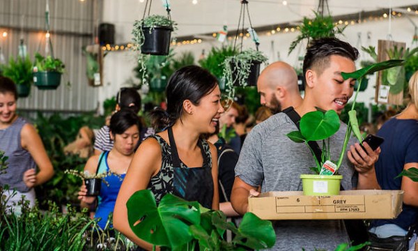 Thumbnail for Jungle Collective indoor plant sale