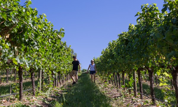Thumbnail for In the vineyard with Lambrook Wines