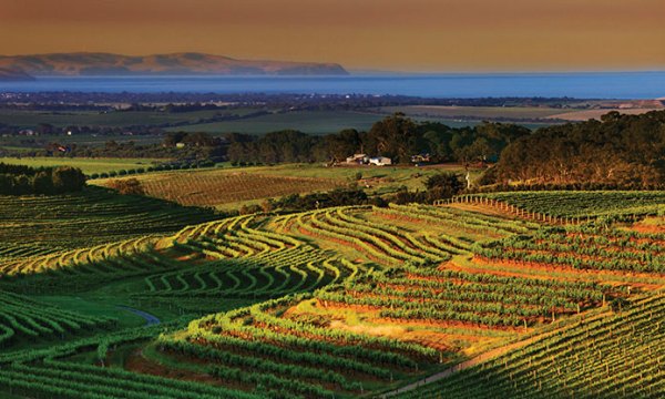 Thumbnail for Back To Paradise is bringing a world of experience to McLaren Vale in January
