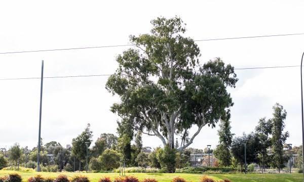 Thumbnail for New hospital and arena may affect park lands heritage listing