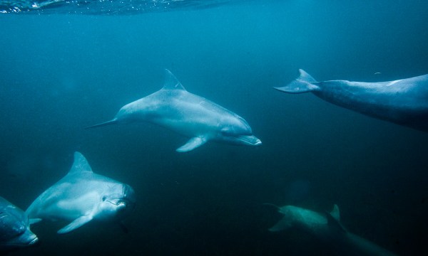 Wild dolphins swim in the pristine waters off Kangaroo Island. Andrew Neighbour runs Kangaroo Island Marine Adventures which allows people to swim with the dolphins.