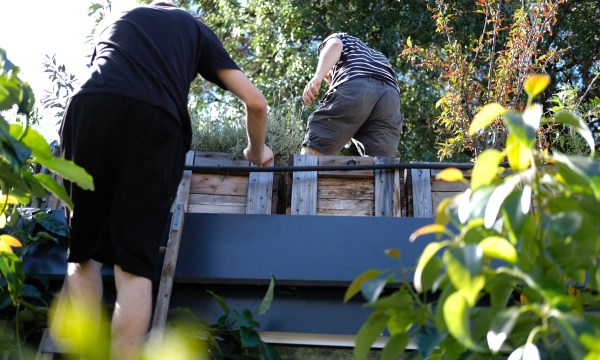 Thumbnail for Peter Rabbit’s evolving urban garden