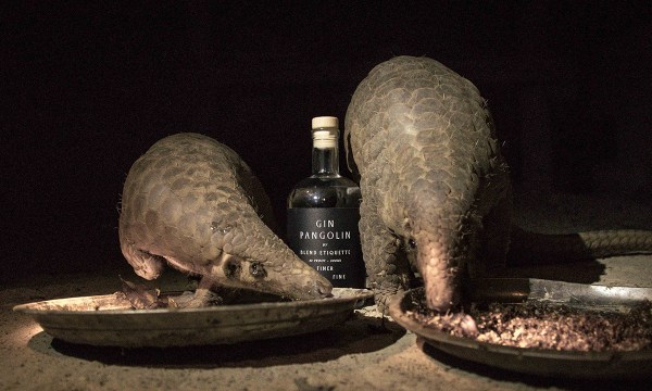 Thumbnail for Gin Pangolin does not contain pangolins