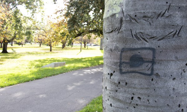 Thumbnail for A Kaurna-led cultural burn will light up the Adelaide Parklands this week