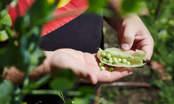 Thumbnail for Mark Survival Day by supporting Indigenous-owned SA businesses