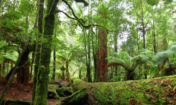 Thumbnail for ‘Forest Defenders’ screening