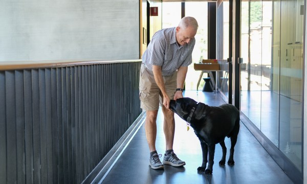 Thumbnail for Office Dogs: The benefits of canine colleagues