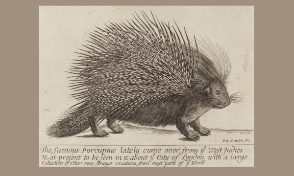Thumbnail for Curious Beasts: Animal prints from Dürer to Goya