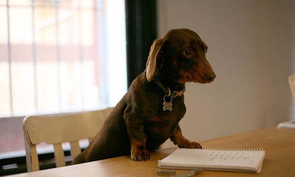 Thumbnail for Dogapalooza