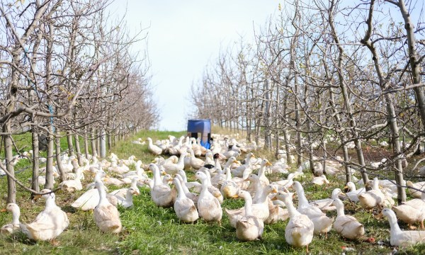 Thumbnail for Farm to rooftop